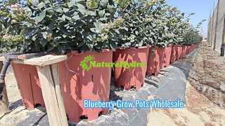 vaso per la coltivazione dei mirtilli